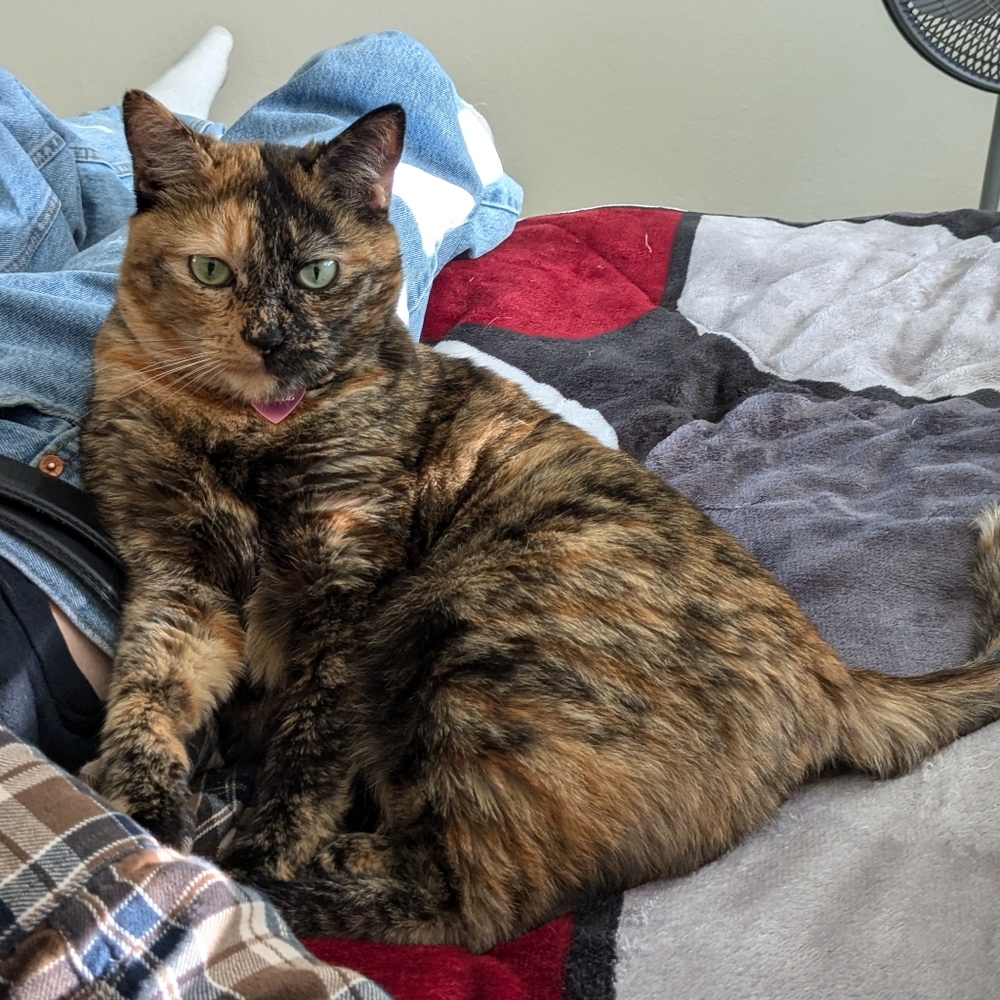 Meet your Posher, Athena